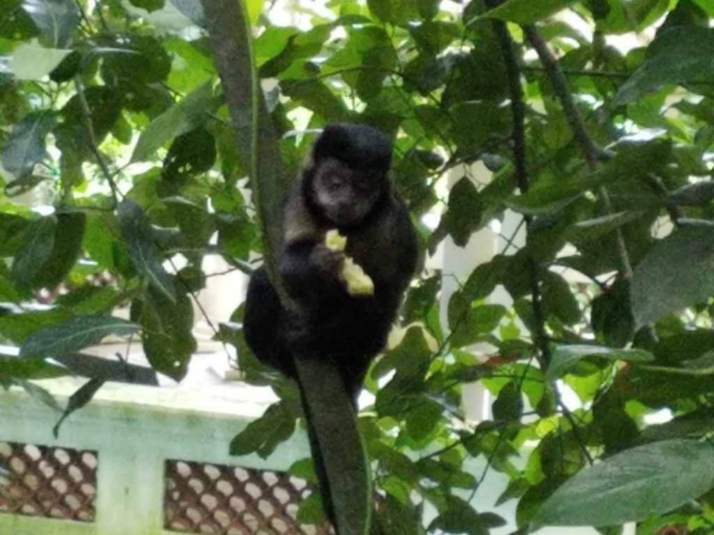 Monkey in a park in Brazil